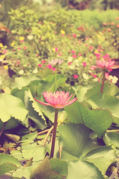 Roze lotus blossoms — Stockfoto