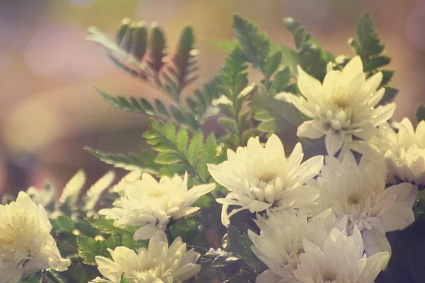 Chrysanthemen — Stockfoto