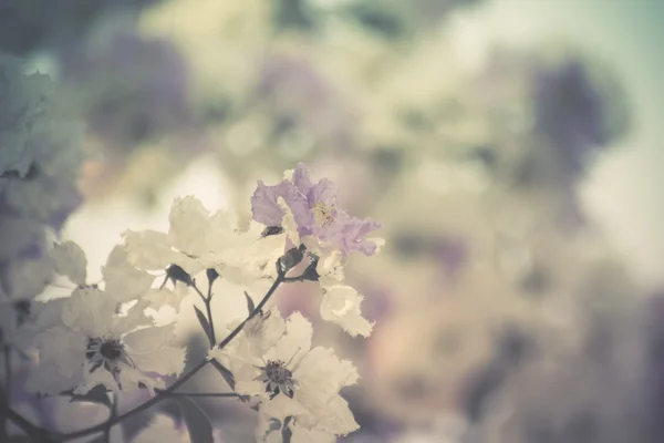 Bungor çiçek — Stok fotoğraf