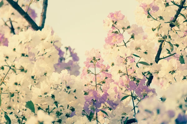 Flor de bungor —  Fotos de Stock