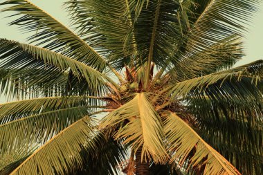 Hindistan cevizi ağacı bahçeleri