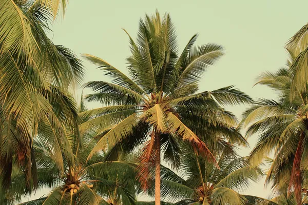 Coconut tree gardens — Stock Photo, Image