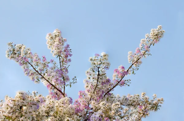 Flor de bungor —  Fotos de Stock