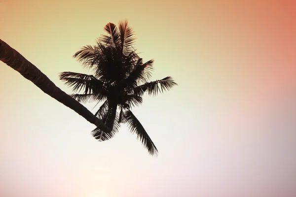 Palmera de silueta al atardecer — Foto de Stock