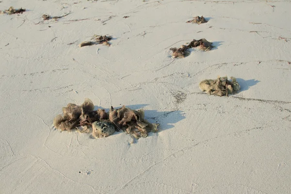 Textura de areia de praia branca com alga marinha — Fotografia de Stock