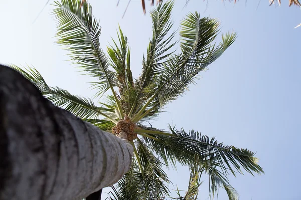 Palmeira de coco — Fotografia de Stock