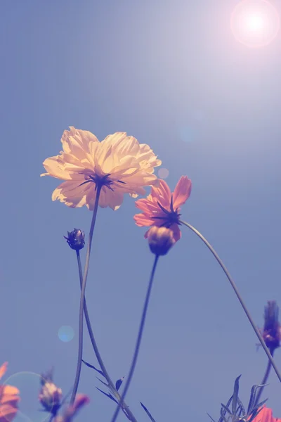Gele kosmos bloem — Stockfoto