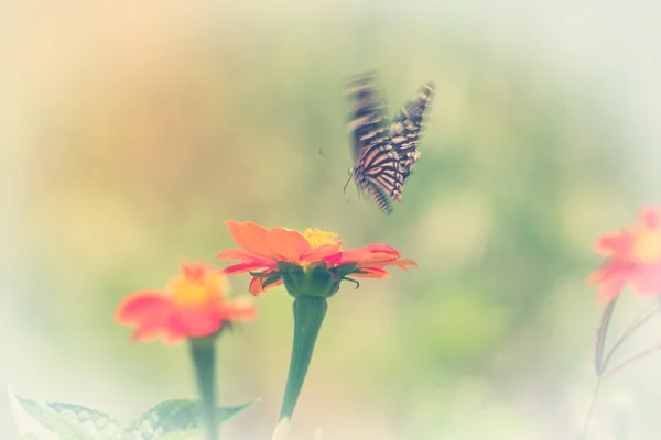 Zinnia fleur et papillon — Photo