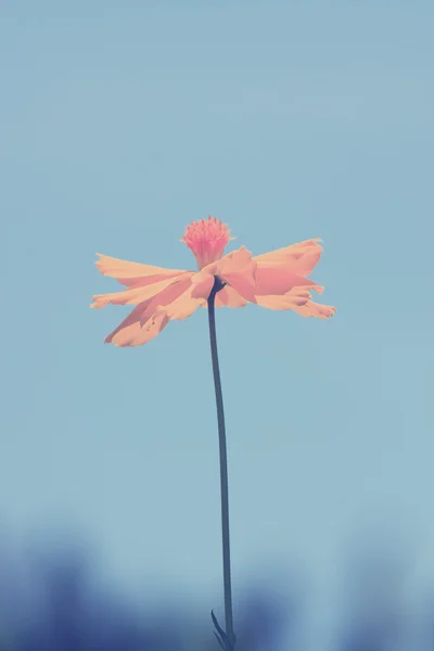 Barevné Kosmos květ — Stock fotografie