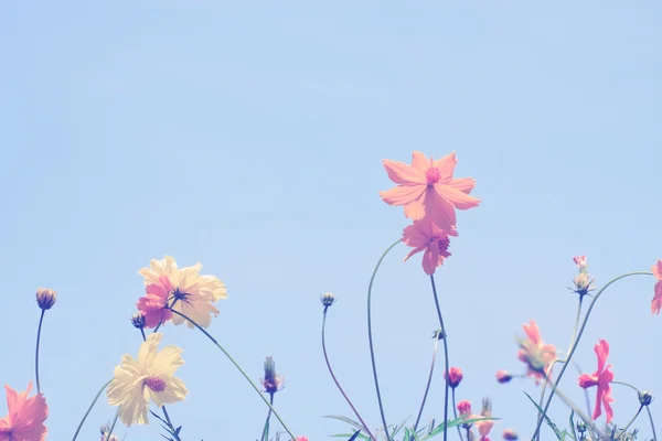 Kleurrijke kosmos bloem — Stockfoto