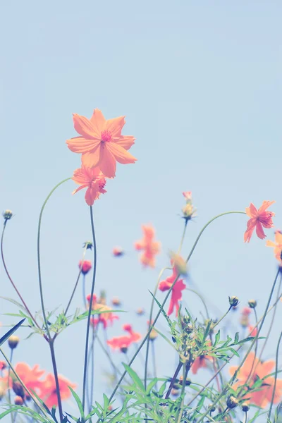 Kleurrijke kosmos bloem — Stockfoto