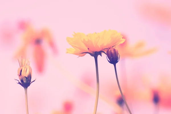 Colorful cosmos flower — Stock Photo, Image