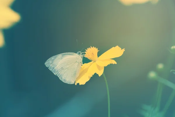 Cosmos jaune fleur et papillon — Photo