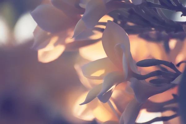 Gele frangipani bloemen — Stockfoto