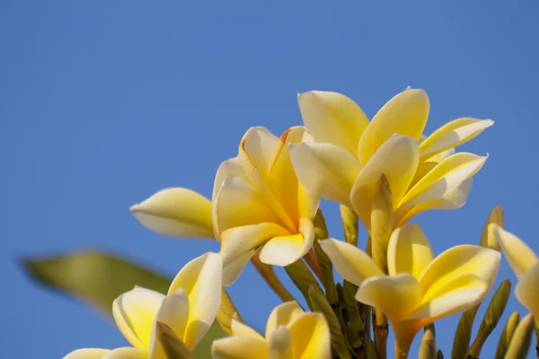 Yellow frangipani flowers — Stock Photo, Image