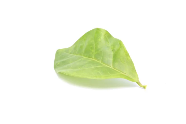 Gelsomino foglia verde — Foto Stock