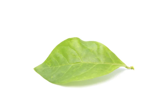 Jasmine green leaf — Stock Photo, Image