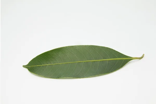 Marian plum leaf — Stock Photo, Image