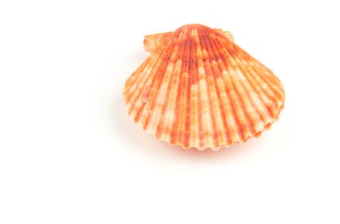 midye kabuğu