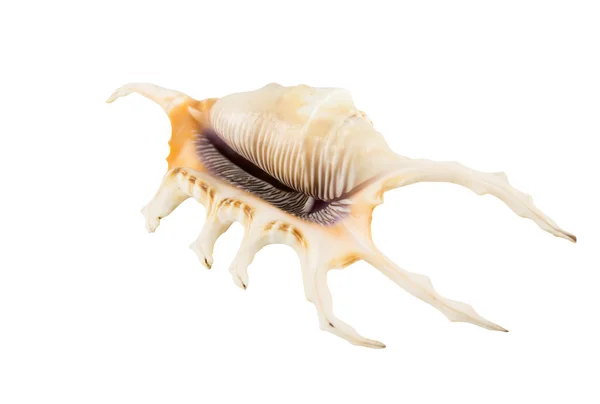 Scorpion sea shell — Stock Photo, Image