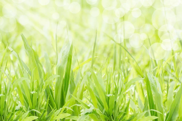 Grünes Gras — Stockfoto
