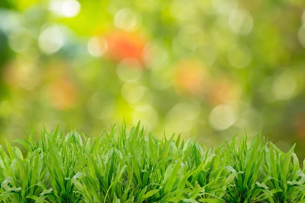 Grama verde — Fotografia de Stock