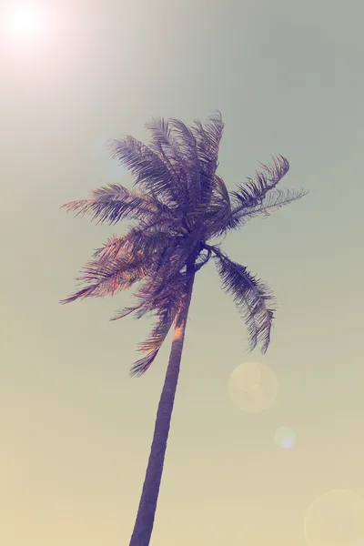 Jahrgang Kokospalme — Stockfoto