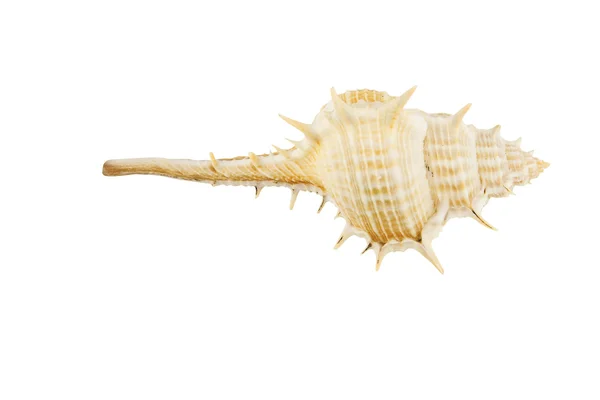 Sea shell — Stock Photo, Image