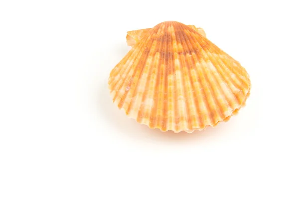 Scallop seashell — Stock Photo, Image