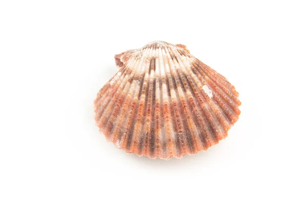 Scallop seashell — Stock Photo, Image