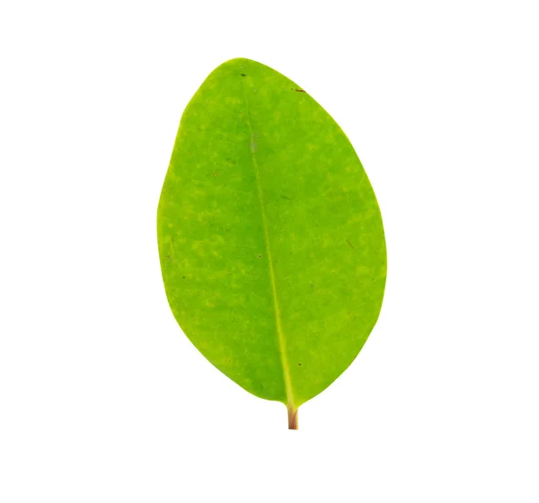 Green leaf — Stock Photo, Image