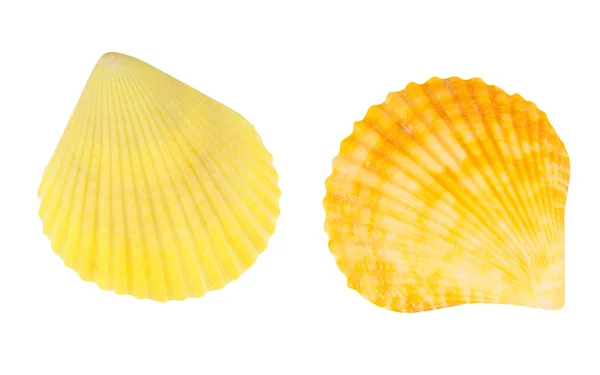Scallop seashells — Stock Photo, Image
