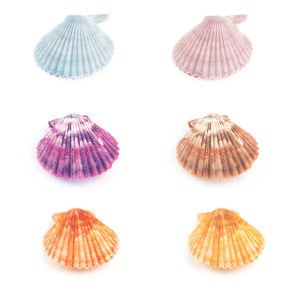 Scallop seashells — Stock Photo, Image