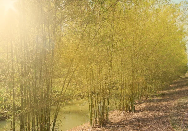 Cerca de bambu na luz da manhã — Fotografia de Stock