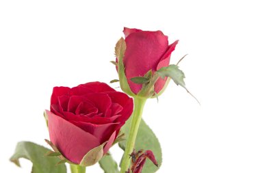 beyaz izole kırmızı gül buketi