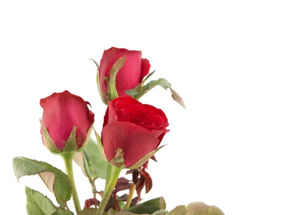 Bouquet de roses rouges isolé sur blanc — Photo