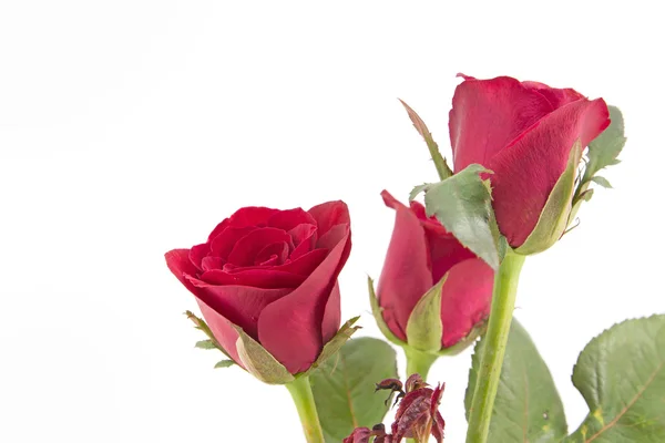 Red rose bouquet isolated on white — Stock Photo, Image