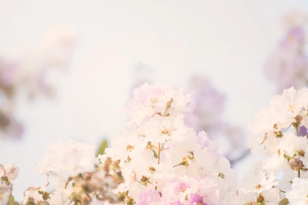 Cananga odorata blumen, thailändische blume tabak — Stockfoto