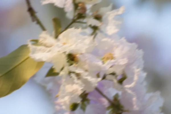 Abstrakt blomma blå bakgrund — Stockfoto