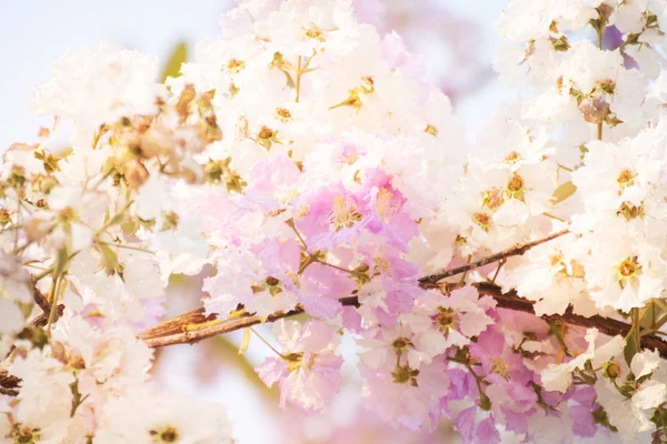 Cananga odorata blumen, thailändische blume tabak — Stockfoto