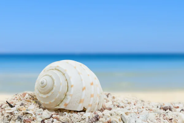 Deniz kabuğu Plajı arka plan toplama — Stok fotoğraf