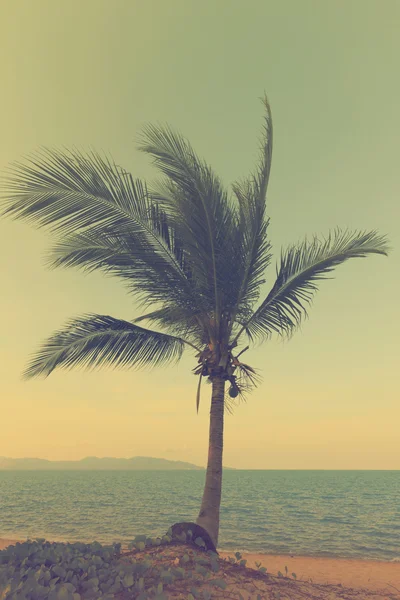 Palmen am Strand bei Sonnenuntergang — Stockfoto