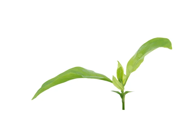 Νέοι πράσινο φυτό που απομονώνονται σε λευκό φόντο. — Φωτογραφία Αρχείου