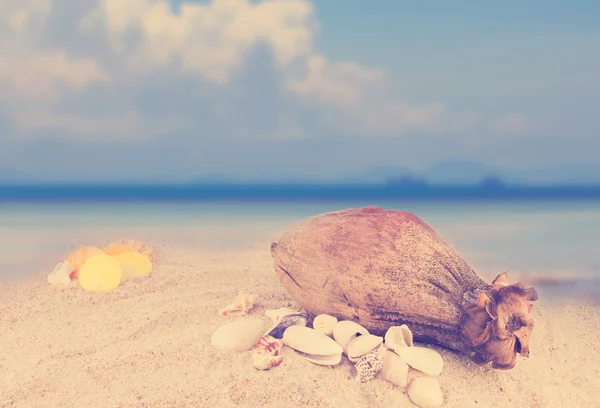 Snäckskal och torr kokos på sand beach bakgrund samling jag — Stockfoto