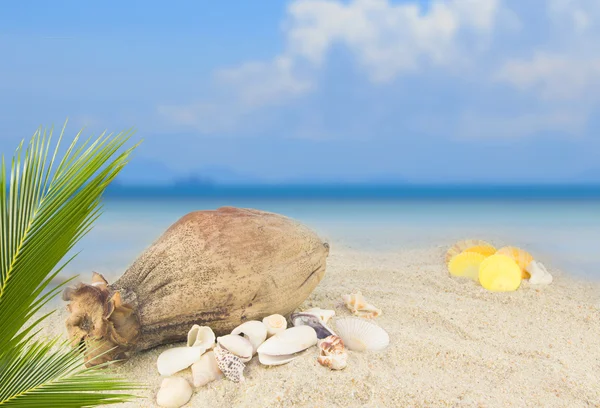 Sea shells and coconut fruit on beach background collection — Stock Photo, Image