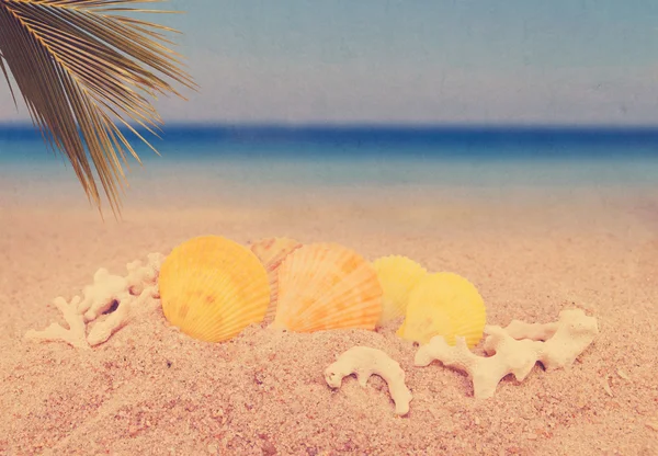Морські мушлі та кокосовий лист на фоні колекції піщаного пляжу — стокове фото