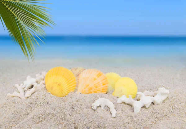 Zeeschelpen en kokosnoot palmtak op zand strand achtergrond kunstenaarsbrieven — Stockfoto