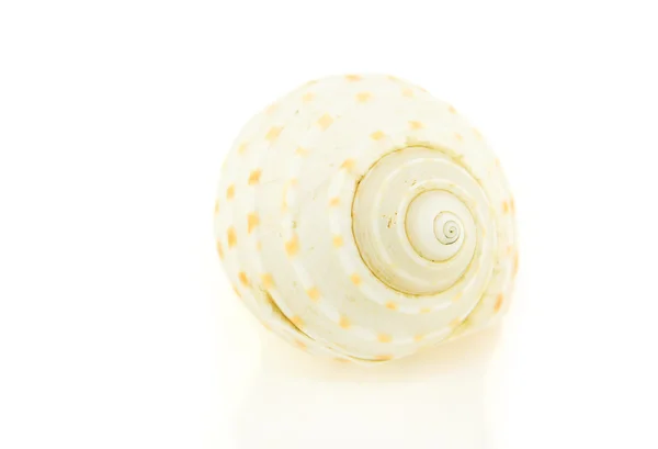 Spiral Nautilus Shell на белом Bavkground — стоковое фото
