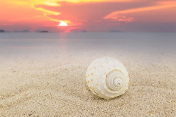 Deniz kabukları günbatımı arka plan ile kum Beach plaj koleksiyonu — Stok fotoğraf