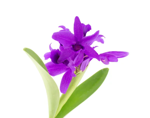 Beautiful purple orchid isolated on white background — Stock Photo, Image